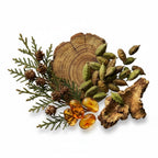 CRYOGEAR Caswell-Massey Heritage 2571 fragrance ingredients including cardamom, cypress, sandalwood, and amber resin.
