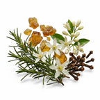 CRYOGEAR botanical arrangement featuring rosemary, white citrus blossoms, amber resin, and cloves on white background.